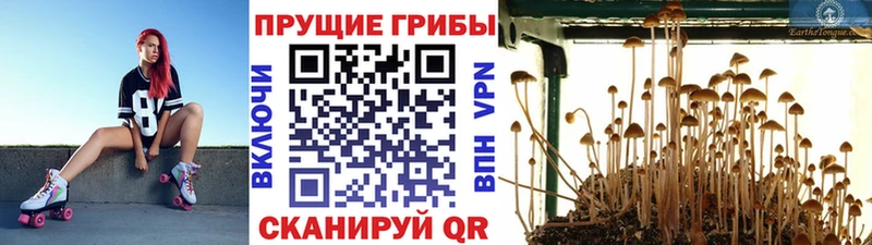 Псилоцибиновые грибы Magic Shrooms  Ряжск 